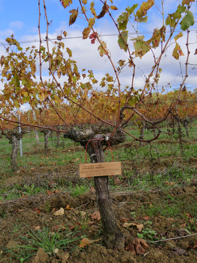 Виноградник на урожай